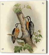 Orange-breasted Pygmy Woodpecker Acrylic Print