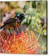 Orange-breasted Sunbird Acrylic Print