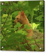 Orange Forest Cat Acrylic Print