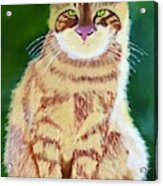 Original Oil Painting Orange Tabby Cat Acrylic Print