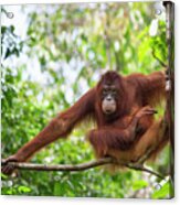 Orangutan Resting In Tree Acrylic Print