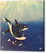 Orca Family # 185 Acrylic Print