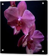Orchid 10 Acrylic Print