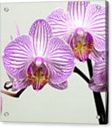 Orchid-2017-33 Acrylic Print