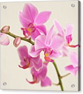 Orchid Acrylic Print