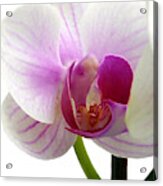 Orchid Elegance And Beauty Acrylic Print