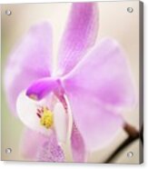 Orchid (phalaenopsis Schilleriana 'red' X 'wild Jungle') Acrylic Print