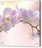 Orchid Acrylic Print