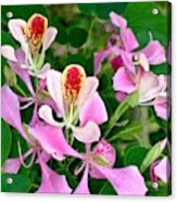Orchids In Trees Acrylic Print