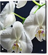 Orchids Acrylic Print