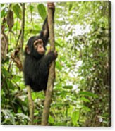 Orphaned Chimp In Tree Acrylic Print