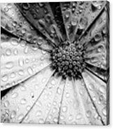 Osteospermum Petals Black And White With Water Acrylic Print