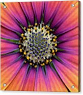 Osteospermum Purple Sun Flower Middle Acrylic Print