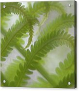 Ostrich Fern Frond Pattern Of Curves Acrylic Print