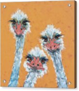 Ostrich Sisters Acrylic Print