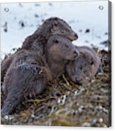 Otter Family Together Acrylic Print