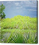 Out In The Sticks Of The Everglades Acrylic Print