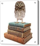 Owl And Books Acrylic Print