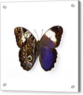 Owl Butterfly Acrylic Print