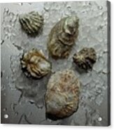 Oyster Shells On Ice Acrylic Print