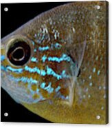 Ozark Longear Sunfish Lepomis Megalotis Acrylic Print