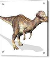 Pachycephalosaurus Dinosaur, Artwork Acrylic Print