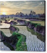 Paddy Fields Forever Acrylic Print