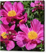 Paeonia Roland Acrylic Print