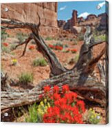 Paintbrush In Arches National Park Acrylic Print