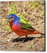 Painted Bunting Acrylic Print