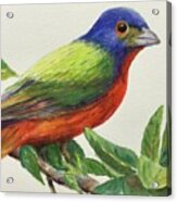 Painted Bunting Acrylic Print