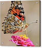 Painted Lady Acrylic Print