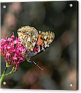 Painted Lady Butterfly With Wings Closed Acrylic Print