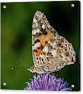 Painted Lady Iii Acrylic Print