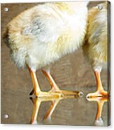 Pair Of Baby Chickschickens Acrylic Print
