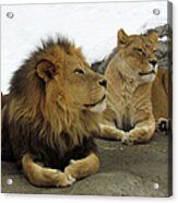 Pair Of Lions Acrylic Print