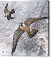 Pair Of Peregrine Falcons In Flight Acrylic Print