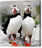 Pair Of Puffins Acrylic Print
