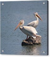 Pair Of White Pelicans Acrylic Print