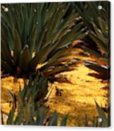 Palo Brea Blossoms Covering Agave Gardens Acrylic Print