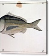 Panama Fish - 18th Century. Acrylic Print