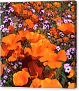 Panorama Califonria Poppies And Hollyleaf Gilia Wildflowers Acrylic Print