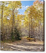 Panorama Of Yellow Aspen Forest On The Way To Independence Pass - Twin Lakes Colorado Rocky Mountain Acrylic Print