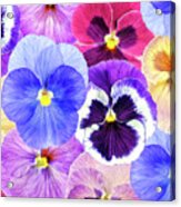 Pansy Passion Ii Acrylic Print