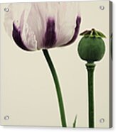 Papaver Somniferum Izmir Bush Poppy Acrylic Print