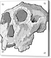 Paranthropus Robustus Skull Acrylic Print