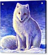 Peaceful Winter Arctic Fox Acrylic Print