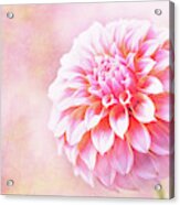 Glorious Peaches N Cream Dahlia Acrylic Print