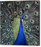 Peacock Acrylic Print