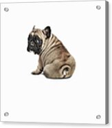 Pedigree French Bulldog Against A White Acrylic Print